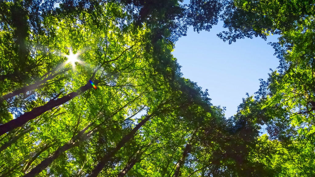 Blick vom Waldboden nach oben auf hohe Bäume mit grünen Blättern, die ein herzförmiges Fenster zum blauen Himmel bilden, während die Sonne hell scheint.