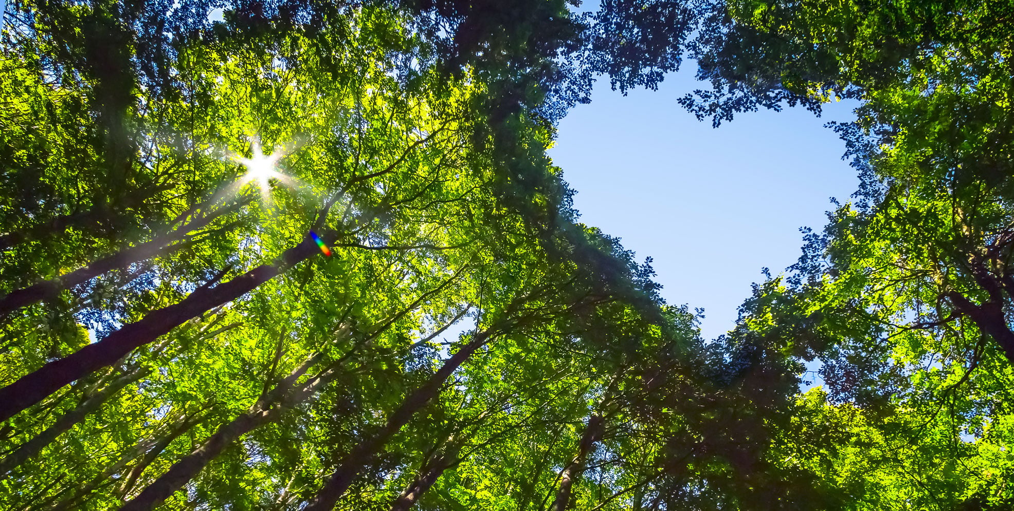 Blick von unten auf ein Blätterdach im Wald, durch das Sonnenlicht durch die Blätter fällt. Der Himmel ist durch eine herzförmige Öffnung sichtbar.